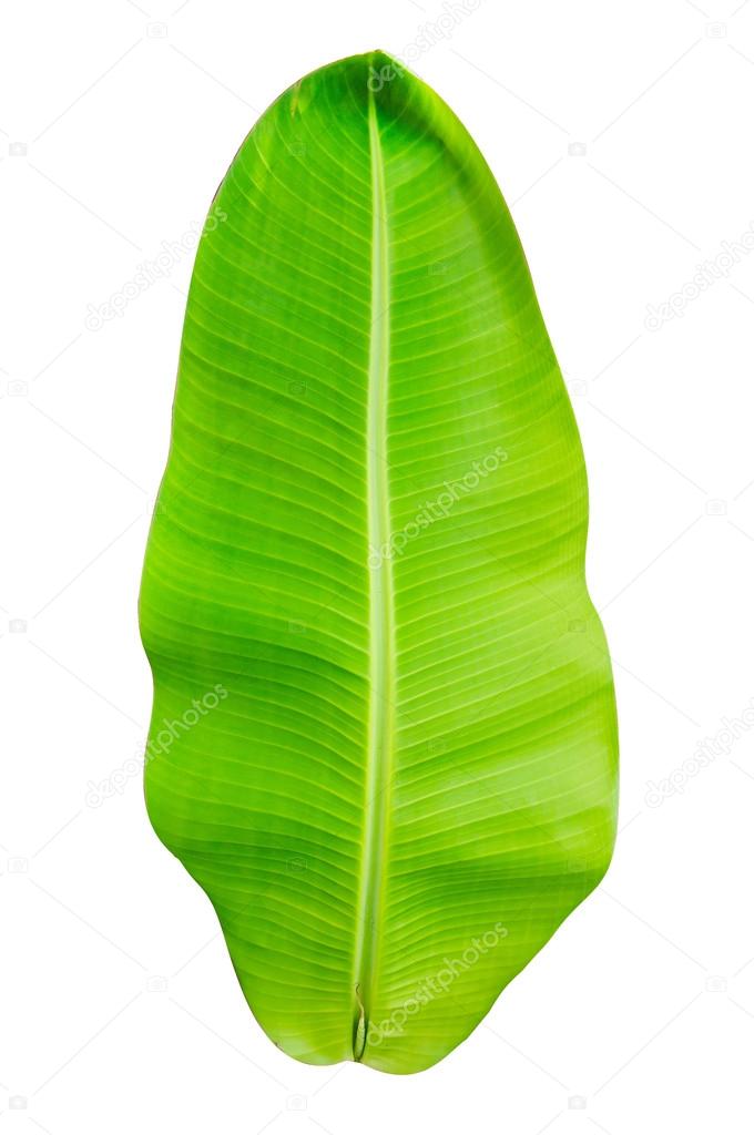 Green banana leaf isolated on white background Stock Photo by ©artitcom  33328645