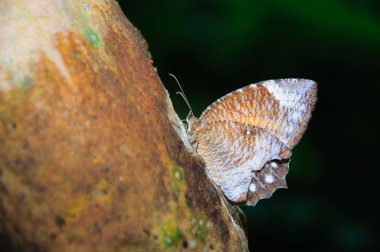 papaya suyu emme kelebek