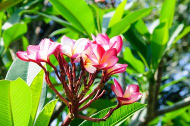 Frangipani çiçekler