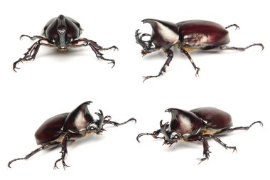 Thai rhinoceros beetle set of collection on white background. clipart
