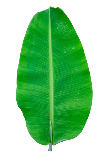 Fresh Banana Leaf Isolated — Stock Photo, Image