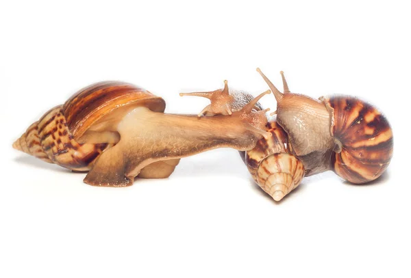 Snail (Amphidromus) isolated on white background — Stock Photo, Image