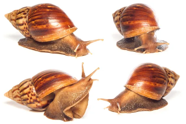 Set of the garden snail collection isolated — Stock Photo, Image