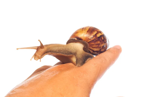 Snail on hand posting for the camera, Isolated — Stock Photo, Image