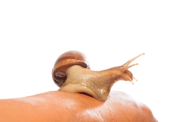 Snail on hand posting for the camera, Isolated — Stock Photo, Image