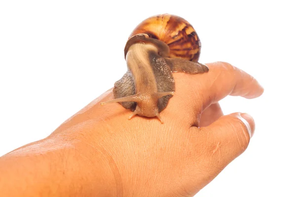 Snail on hand, It's cleaning hand and take care on white backgro — Stock Photo, Image