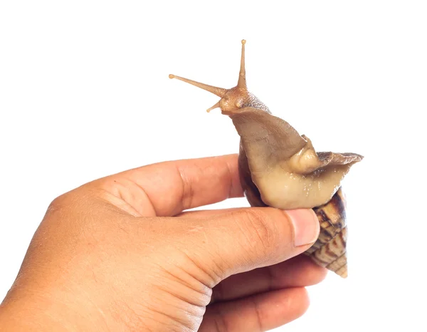 Slak op hand kijken naar de camera, geïsoleerd — Stockfoto