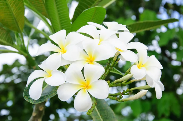 Kwiat piękny plumeria i kwitnąć w drzewie frangipani — Zdjęcie stockowe