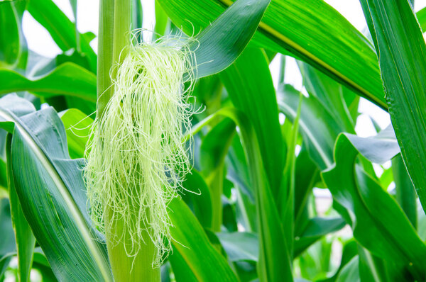 Detail of a ripe corncob in a field.