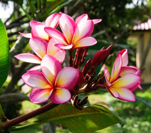 Frangipani flowers — Stock Photo, Image