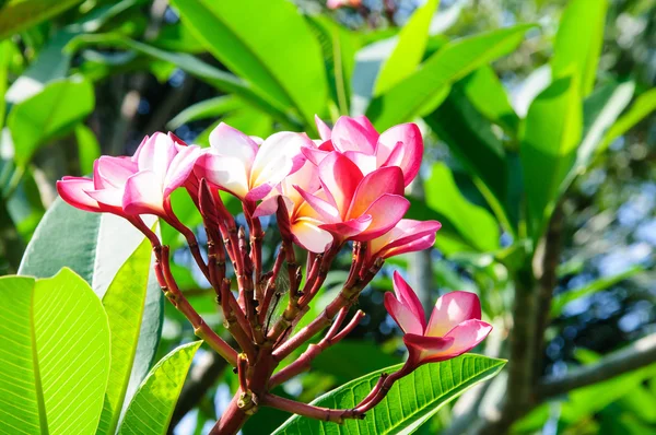 Frangipani flowers — Stock Photo, Image