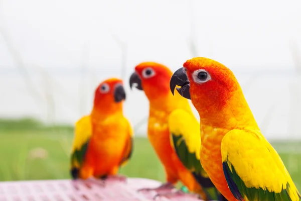 Group of Pineapple cocktail parrot — Stock Photo, Image