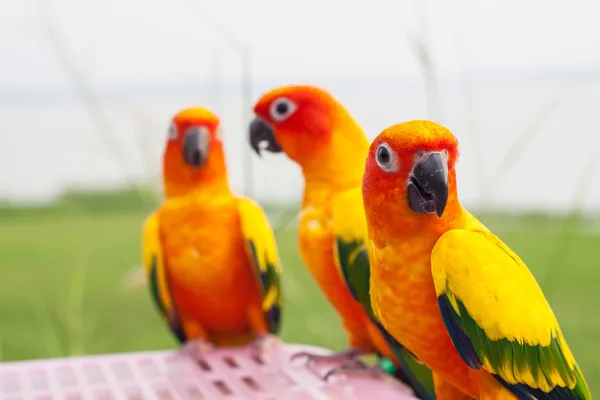 Group of Pineapple cocktail parrot — Stock Photo, Image