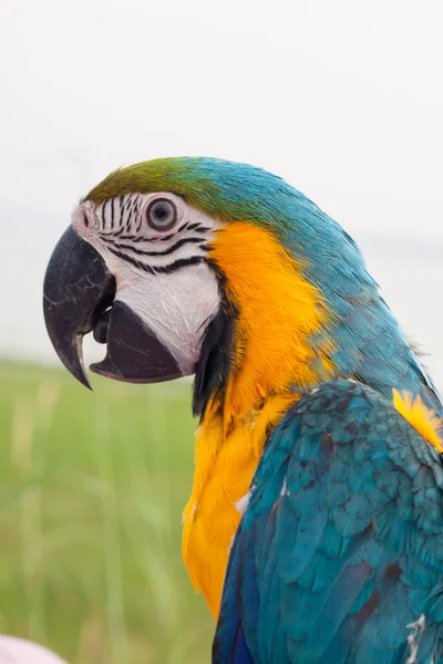 Colorful parots head closeup — Stock Photo, Image