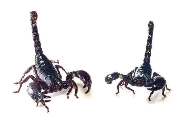 Черный скорпион изолирован на белом фоне — стоковое фото