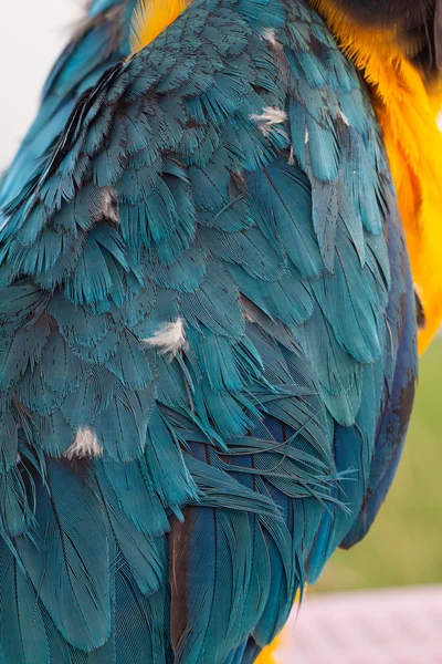 オウム緑または青および金のコンゴウインコの羽のクローズ アップ — ストック写真