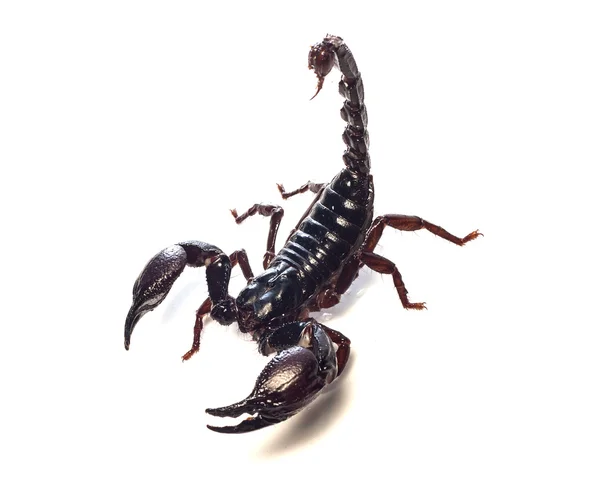 Schwarzer Skorpion isoliert auf weißem Hintergrund — Stockfoto