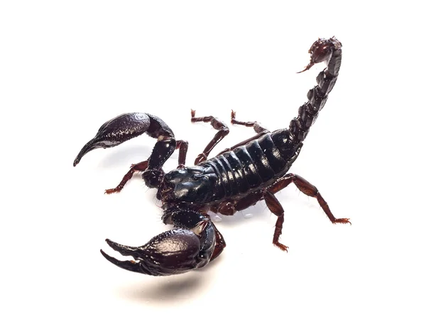 Siyah akrep beyaz arkaplanda izole edildi