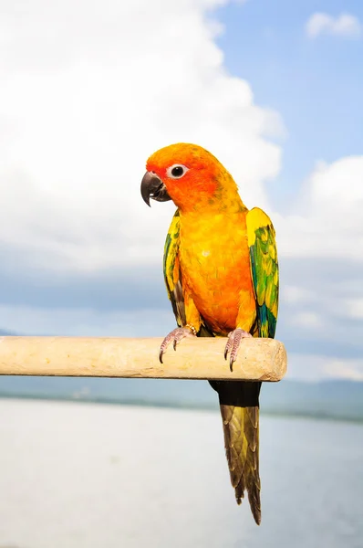 Sun Conure Parrot on Branch, It's colorfull parrot and beautiful — Stock Photo, Image