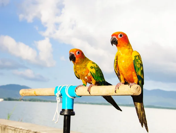 Sun Conure Papagaio em Branch postar na câmera — Fotografia de Stock