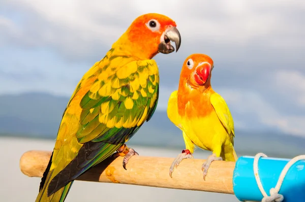 Sun Conure Parrot en Branch posteando en la cámara —  Fotos de Stock