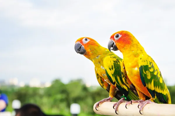 Sun Conure pappagallo su Branch distacco presso la fotocamera — Foto Stock