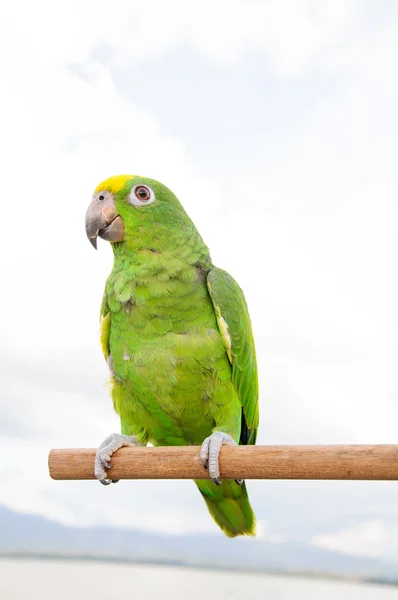 Mexican Red Head Amazon on tree branch — Stock Photo, Image