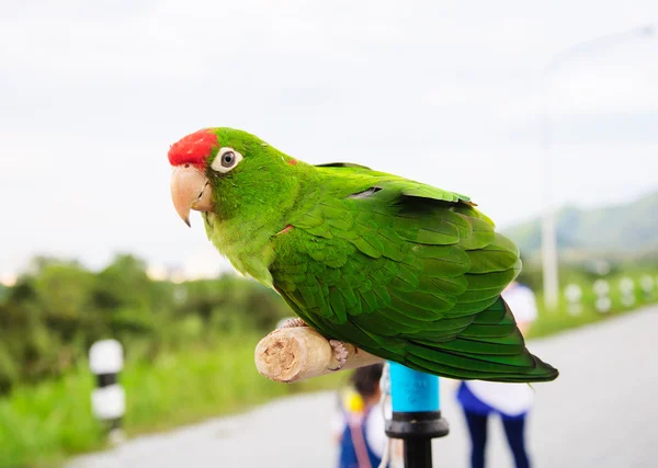 木の枝にメキシコの赤い頭のアマゾン — ストック写真