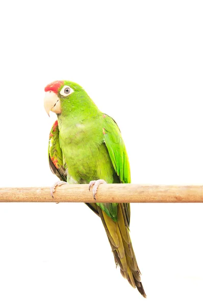 Mooie en kleurrijke geïsoleerde parrot — Stockfoto