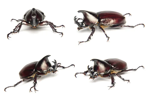 Thailändska rhinoceros beetle uppsättning samling på vit bakgrund. — Stockfoto