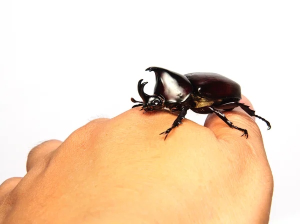 Thai rhinoceros beetle on hand. — Stock Photo, Image