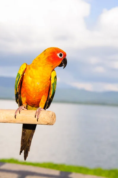 Sun Conure pappagallo su Branch distacco presso la fotocamera — Foto Stock