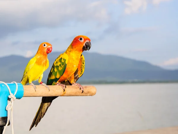 Sun Conure Parrot on Branch posting at the camera — Stock Photo, Image