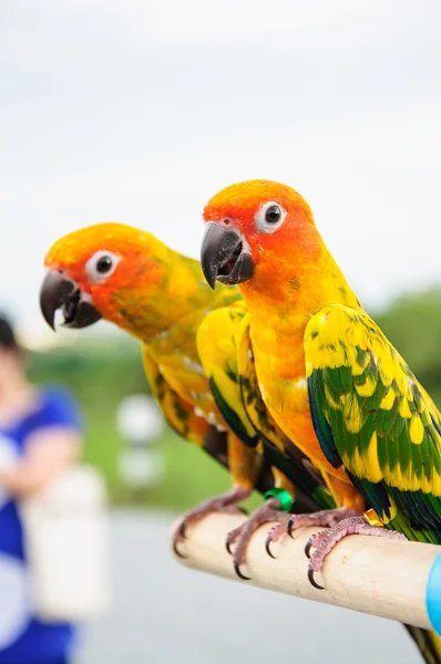 Sun Conure pappagallo su Branch distacco presso la fotocamera — Foto Stock