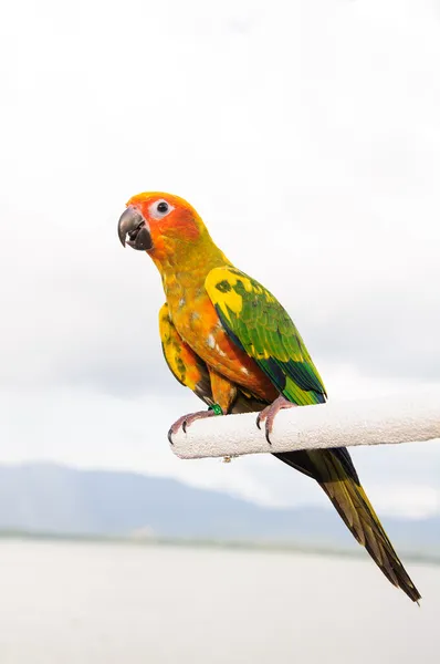 Słońce conure papugi na gałęzi delegowania na aparat — Zdjęcie stockowe