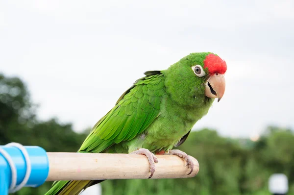 Cute Red Headed Amazon — Stock Photo, Image