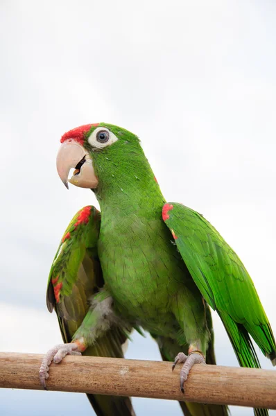 Linda cabeza roja Amazonas —  Fotos de Stock