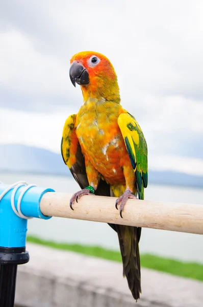Солнечный попугай на ветке, позирующий перед камерой — стоковое фото