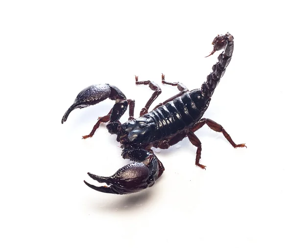 Scorpion noir et roi du combattant Isolé sur fond blanc — Photo