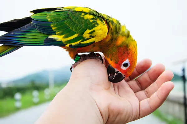 Sun Conure Parrot playing on hand. — Stock Photo, Image
