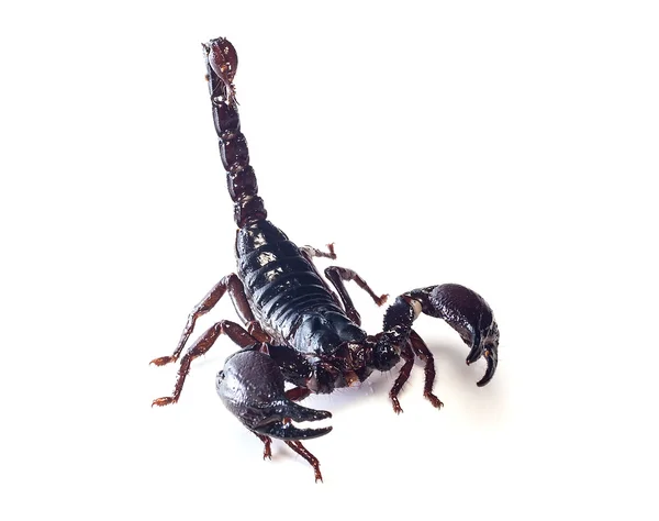 Scorpion noir et roi du combattant Isolé sur fond blanc — Photo