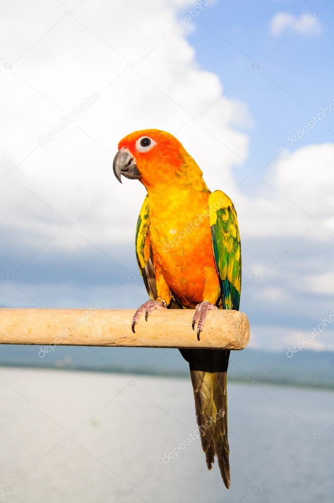 Sun Conure Parrot on Branch posting at the camera