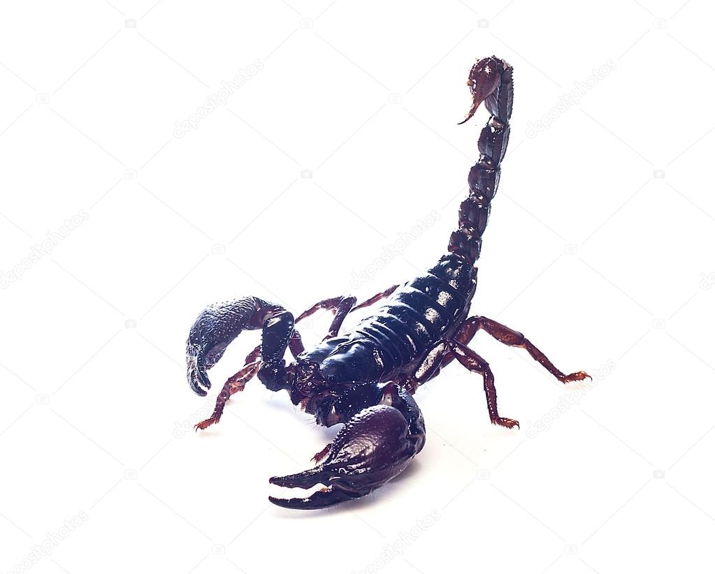 Black scorpion and king of fighter Isolated on white background Stock Photo by ©artitcom 36953845 Black scorpion and king of fighter Isolated on white background Stock Photo by ©artitcom 36953845
