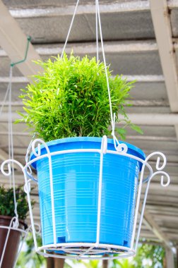 küçük bitki sepet asmak çatıda