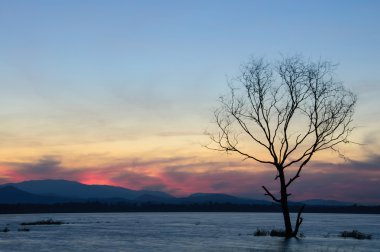 ağaç silüeti öldü