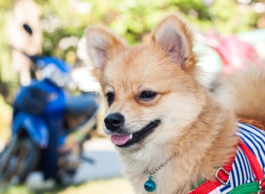 baş shot Pomeranian.