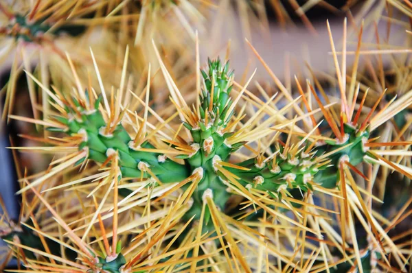 Espina de cactus . —  Fotos de Stock