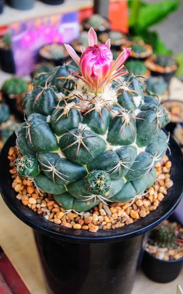 Flor de cactus y cactus está floreciendo en maceta negra . —  Fotos de Stock