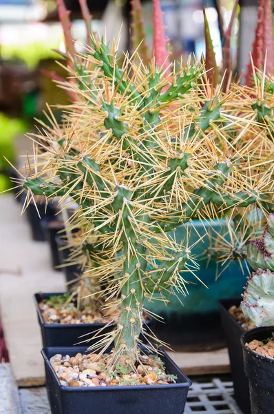 Espina de cactus en maceta —  Fotos de Stock