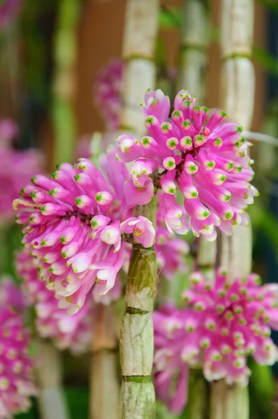 Dendrobium Secundum (Blume) Lindl. — Stockfoto